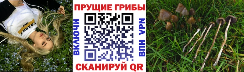 цена наркотик  Абаза  Псилоцибиновые грибы GOLDEN TEACHER 